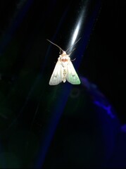 Agrotis trux