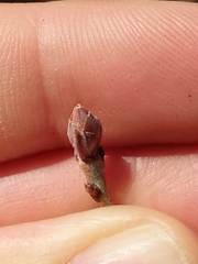 Rhododendron viscosum