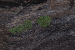 Perityle rupestris rupestris