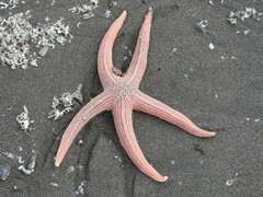 Stichaster striatus