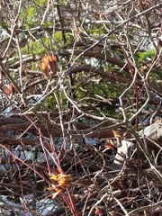 Rhododendron viscosum