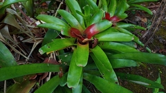Neoregelia compacta