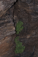 Perityle rupestris rupestris