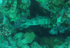 Cyclichthys spilostylus