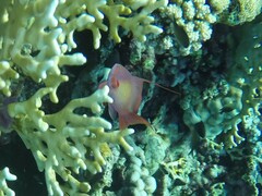 Pseudanthias squamipinnis
