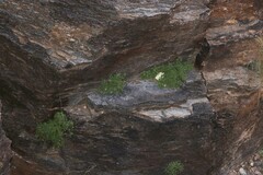 Perityle rupestris rupestris