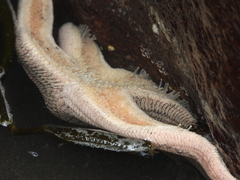 Stichaster striatus
