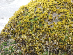 Mazzaella laminarioides