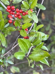 Ilex