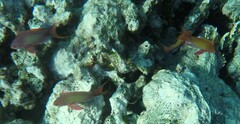 Pseudanthias squamipinnis