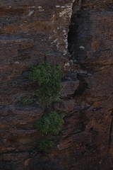 Perityle rupestris rupestris