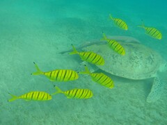 Gnathanodon speciosus