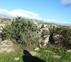 Juniperus oxycedrus