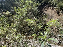 Solanum chenopodioides