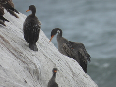 Poikilocarbo gaimardi