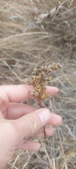Solidago missouriensis