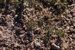 Dyssodia papposa