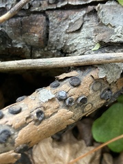 Biscogniauxia marginata