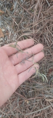 Lithospermum incisum