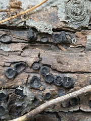 Biscogniauxia marginata