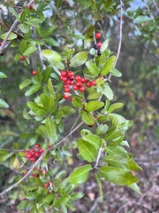 Ilex