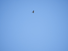 Hirundinidae