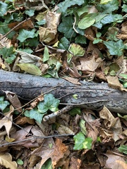 Biscogniauxia marginata