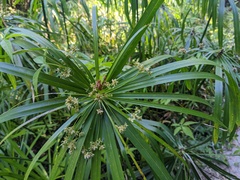 Cyperus alternifolius