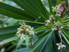 Cyperus alternifolius