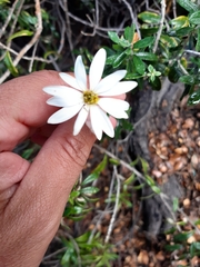 Chiliotrichum diffusum