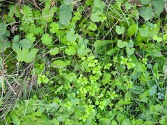 Stellaria media