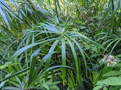 Cyperus alternifolius