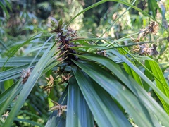 Cyperus alternifolius