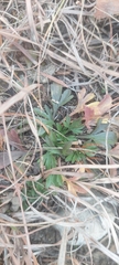 Viola pedata