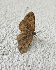 Melanolophia