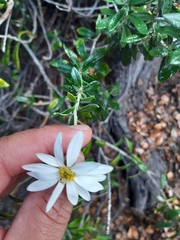 Chiliotrichum diffusum