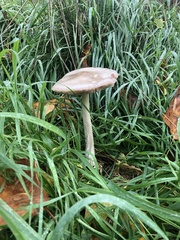 Volvopluteus gloiocephalus