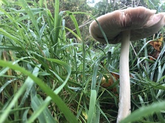 Volvopluteus gloiocephalus