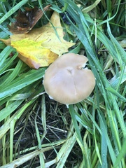 Volvopluteus gloiocephalus