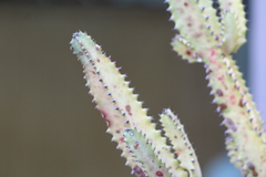 Euphorbia trigona