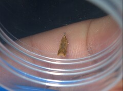 Dichomeris acuminatus