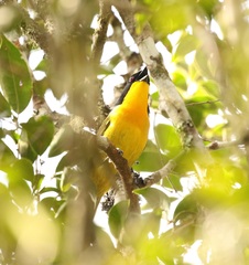 Telophorus nigrifrons