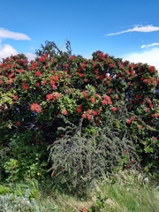 Embothrium coccineum