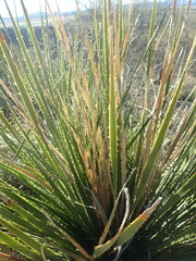 Dasylirion leiophyllum