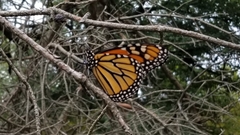 Danaus plexippus