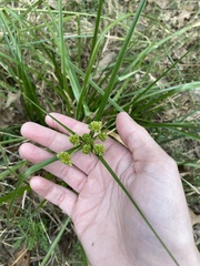 Cyperus entrerianus
