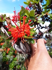 Embothrium coccineum