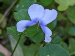 Viola banksii