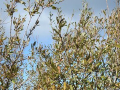 Salix salviifolia