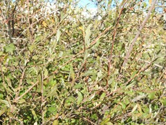 Salix salviifolia